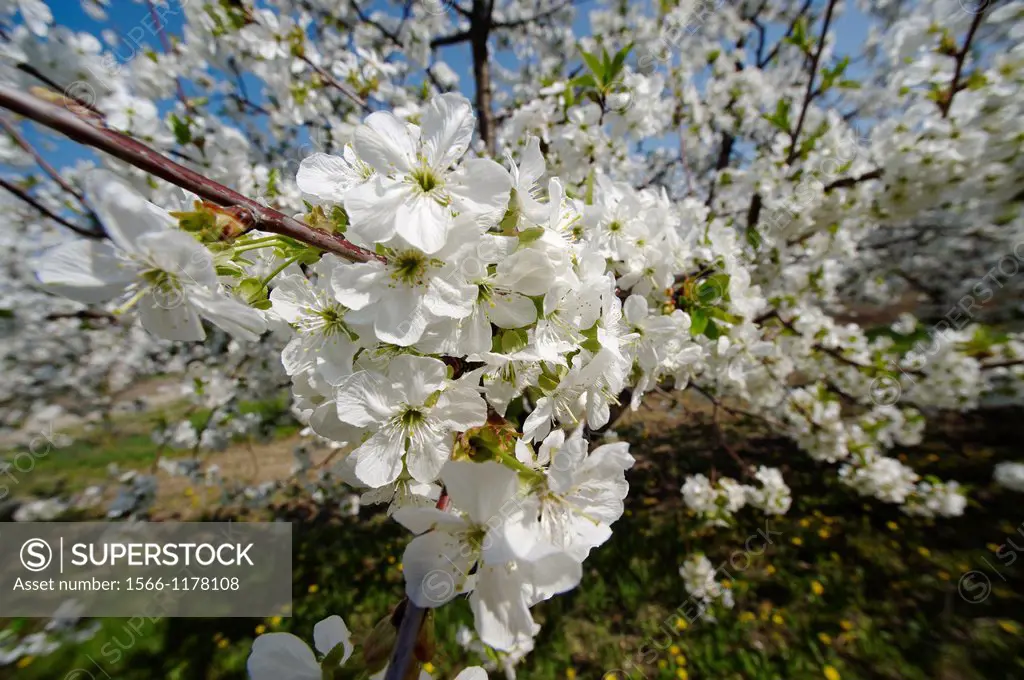 Stock Photos of close up of white cherry blossom on a cherry tree  Funky stock photos library
