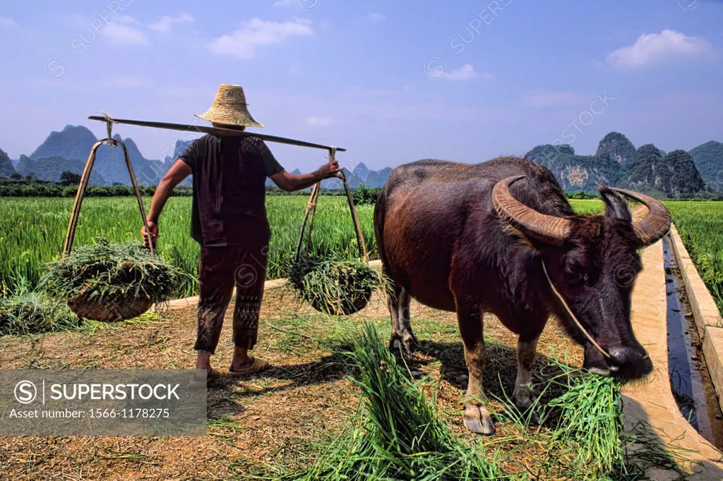 Local farmer and water buffalo in mountain area of Li River in unique Guilin Yangshuo area of China