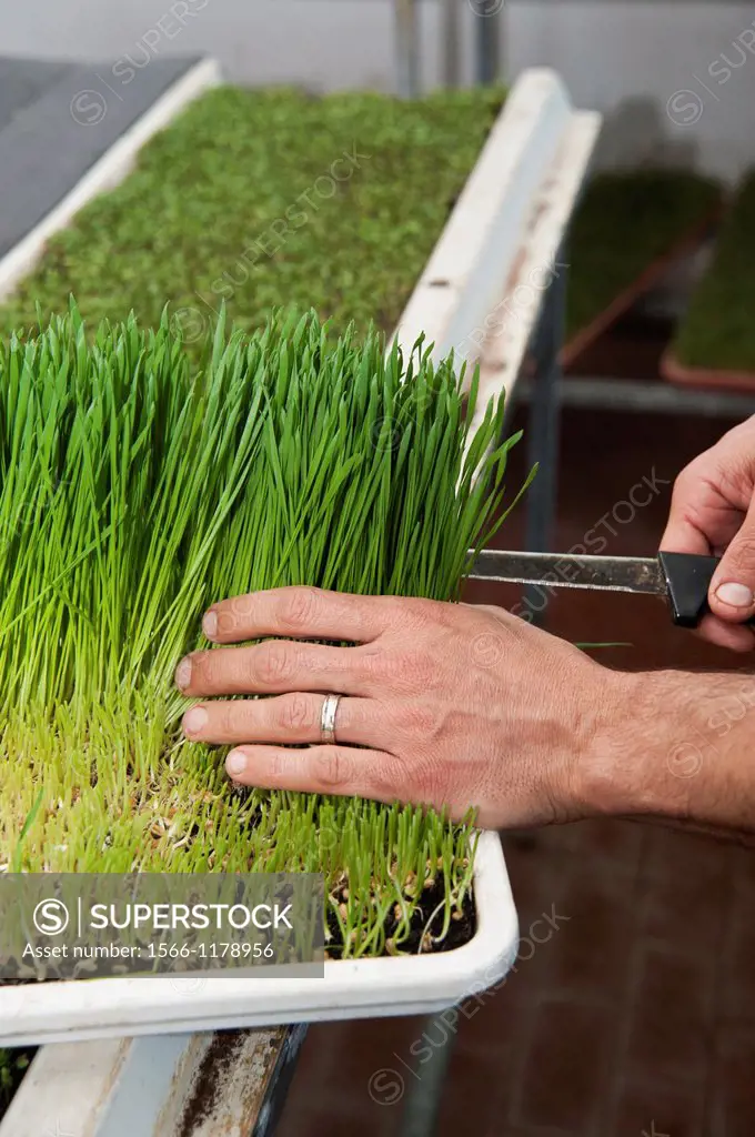 harvesting Wheat Grass Sprouts On an Organic farm