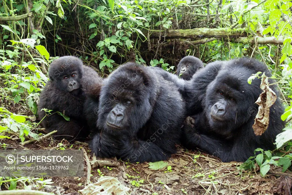 Rwanda, Volcanoes National Park Parc National des Volcans Gorilla family