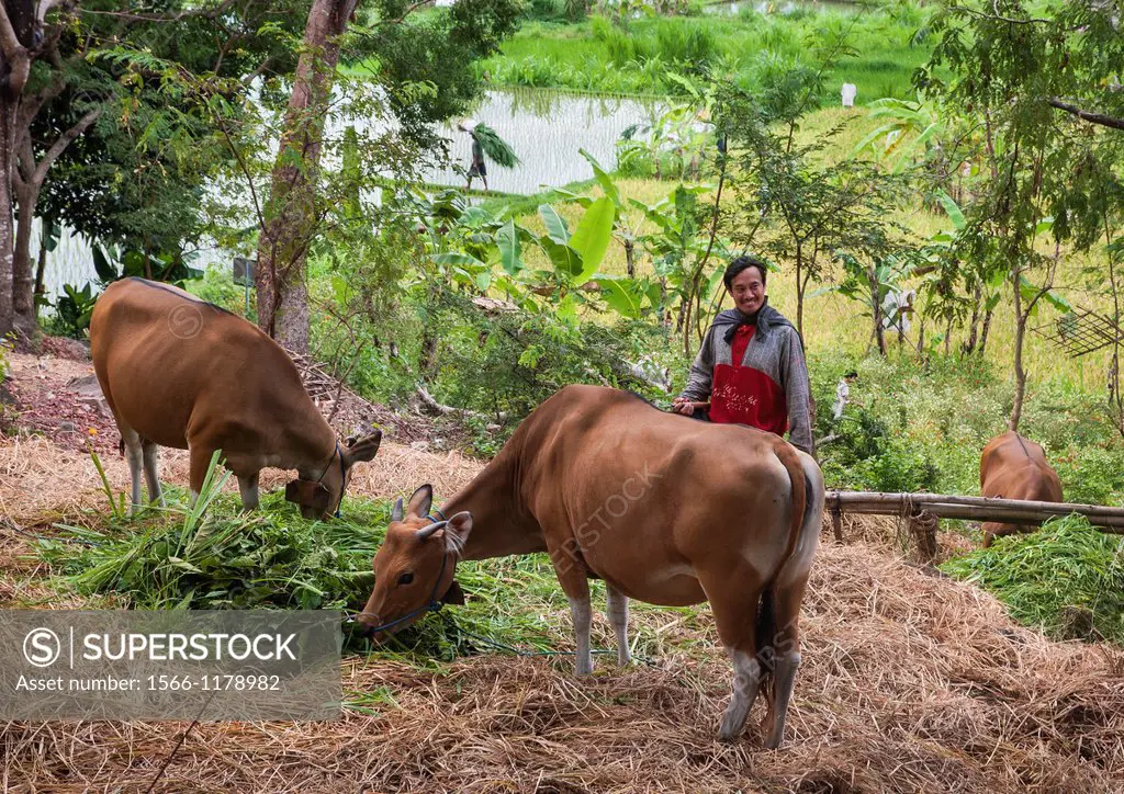 A farmer feeding his cows near Candi Dasa, Eastern Bali, Indonesia