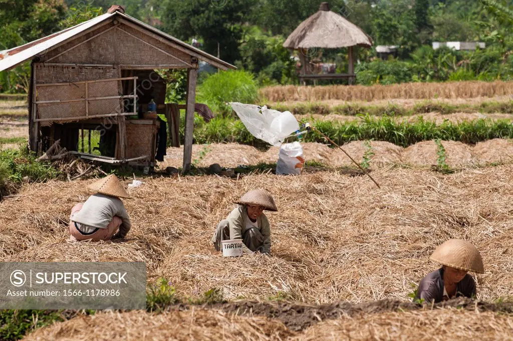 Women tending fields near Semarapura, Eastern Bali, Indonesia