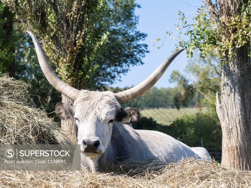 Hungarian Grey Cattle or Hungarian Steppe Cattle bos primigenus hungaricus, an old and hardy rare cattle breed  Europe, Eastern Europe, Hungary, Octob...