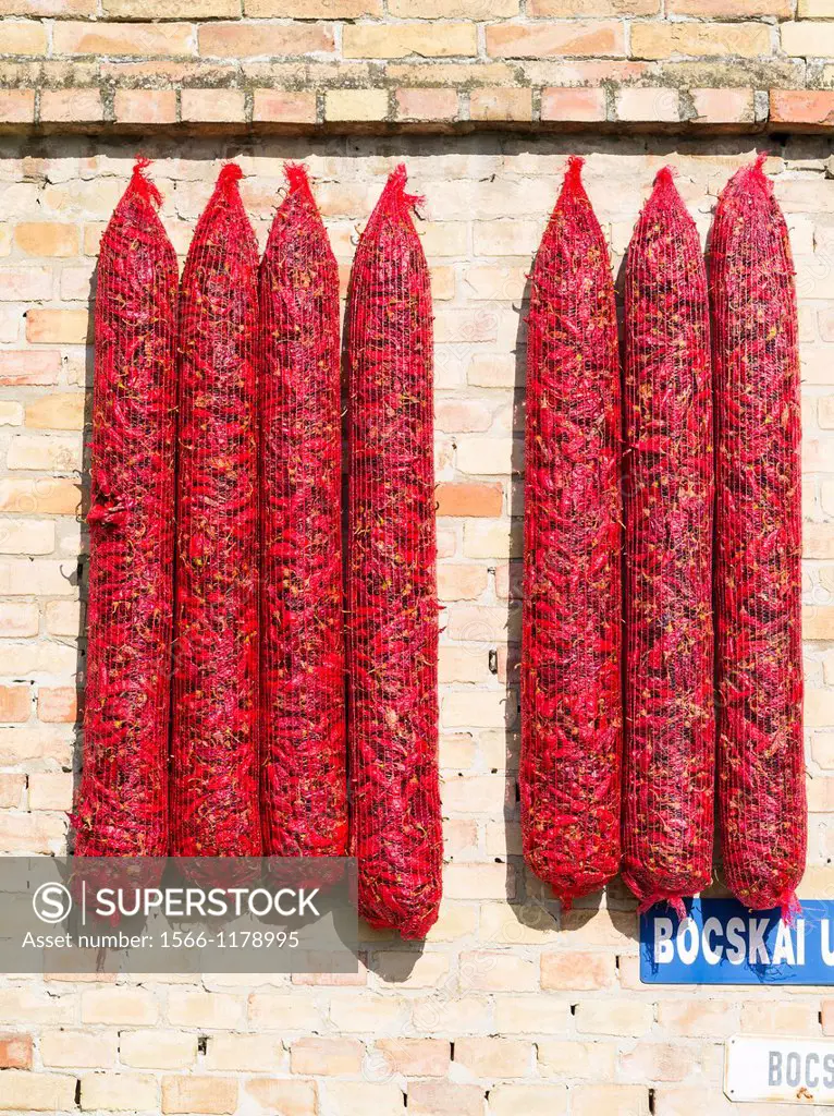 Red hungarian hot chili locally known as parika in the town of Kalocsa, the hungarian capital of Paprika  It is dried traditionally by hanging the pep...