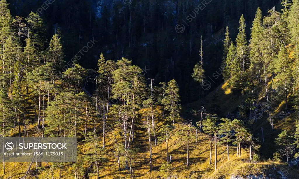 The valley of river Isar near Hinteriss, Bavaria, in the Karwendel mountain range  Pine forests  Europe, Centreal Europe, Germany, Bavaria, October