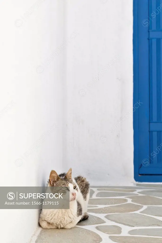 Greek Island cat against a white wall and blue door, Serifos, Cyclades, Greece