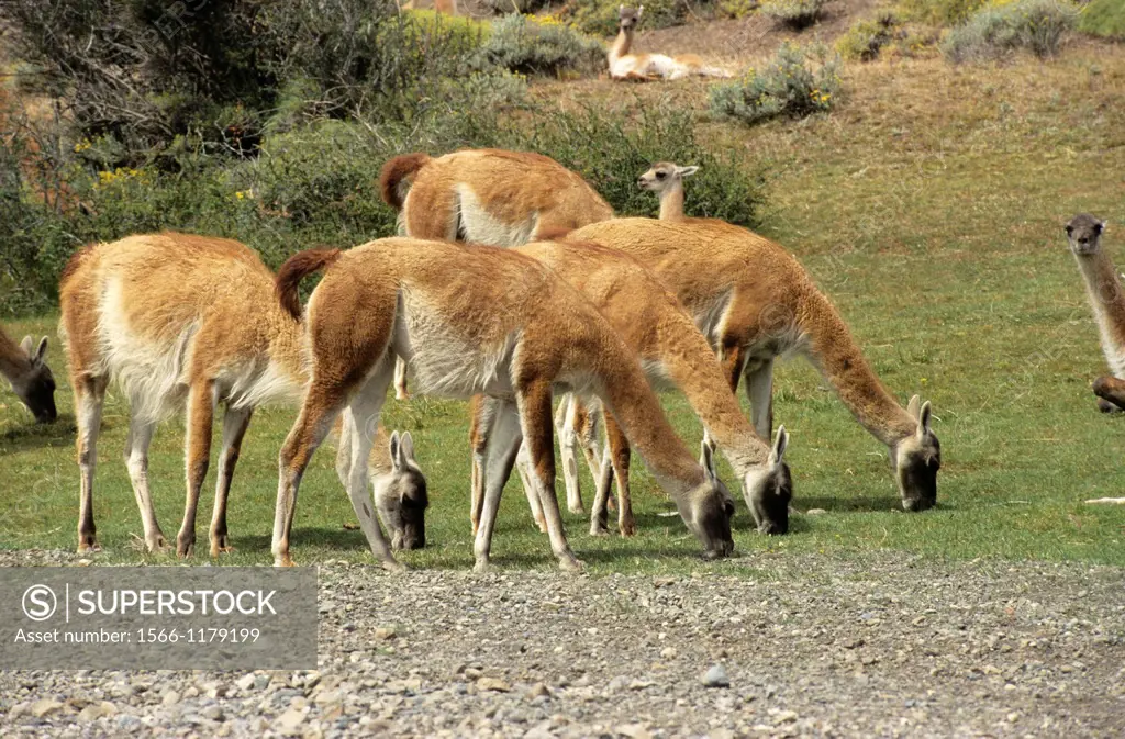 Guanaco herd at Parque Nacional Torres del Paine  Guanaco, Lama guanicoe is a camelid native to South America, Patagonia, Chile, South America