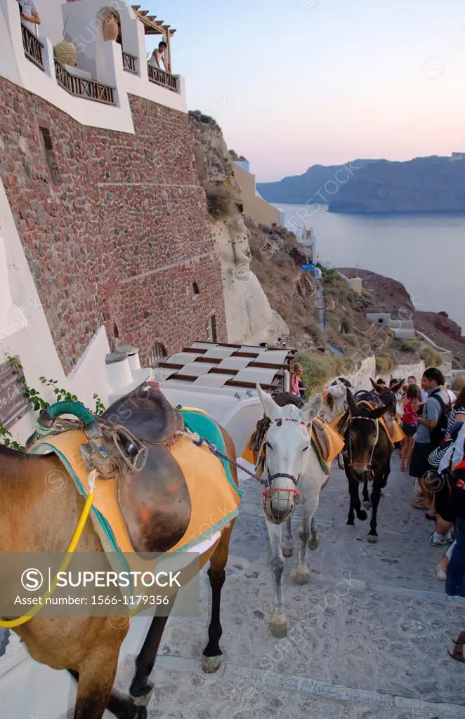 Donkeys coming up the mountain in Santorini in Greece Greek Islands on cliff