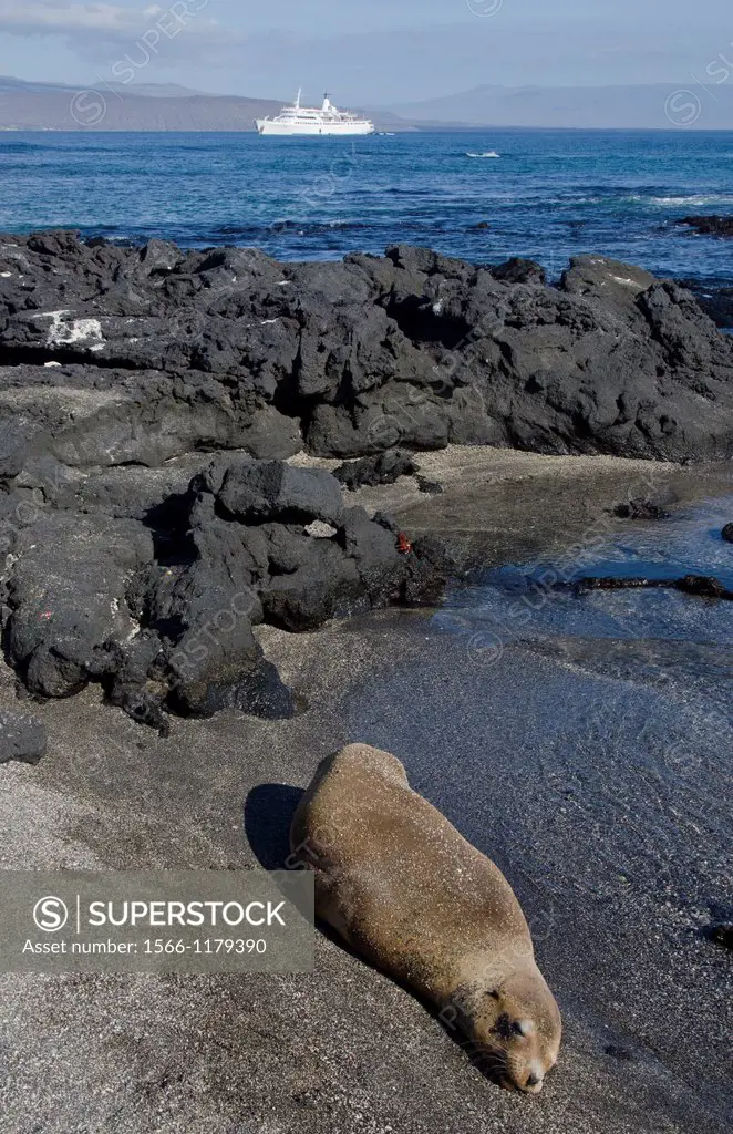 Sea lion on rocks in Isabella Island Galapagos Islands Ecuador South America Galapagos