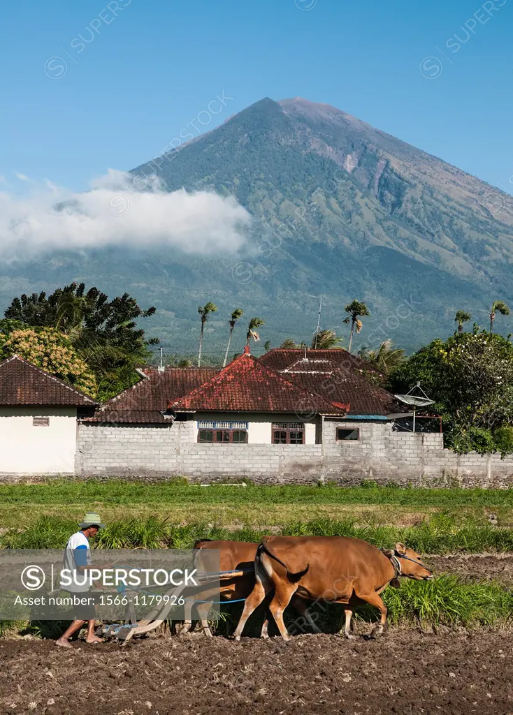 Ploughing fields near Amed with Gunung Agung volcano in the background, Eastern Bali, Indonesia