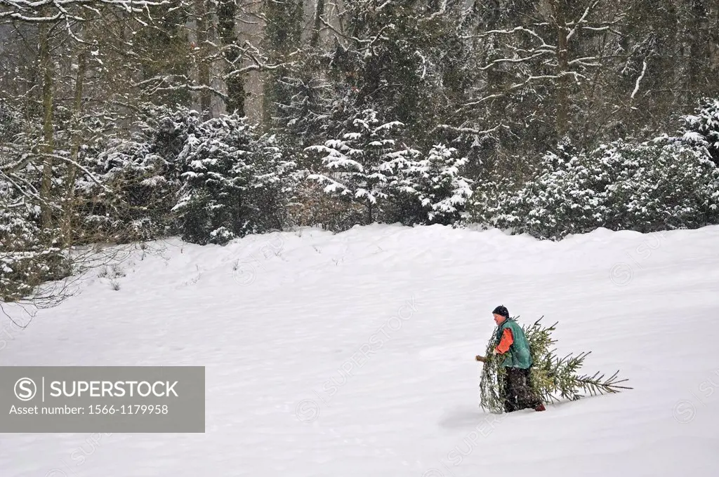 man carries Christmas tree home, walking through deep snow