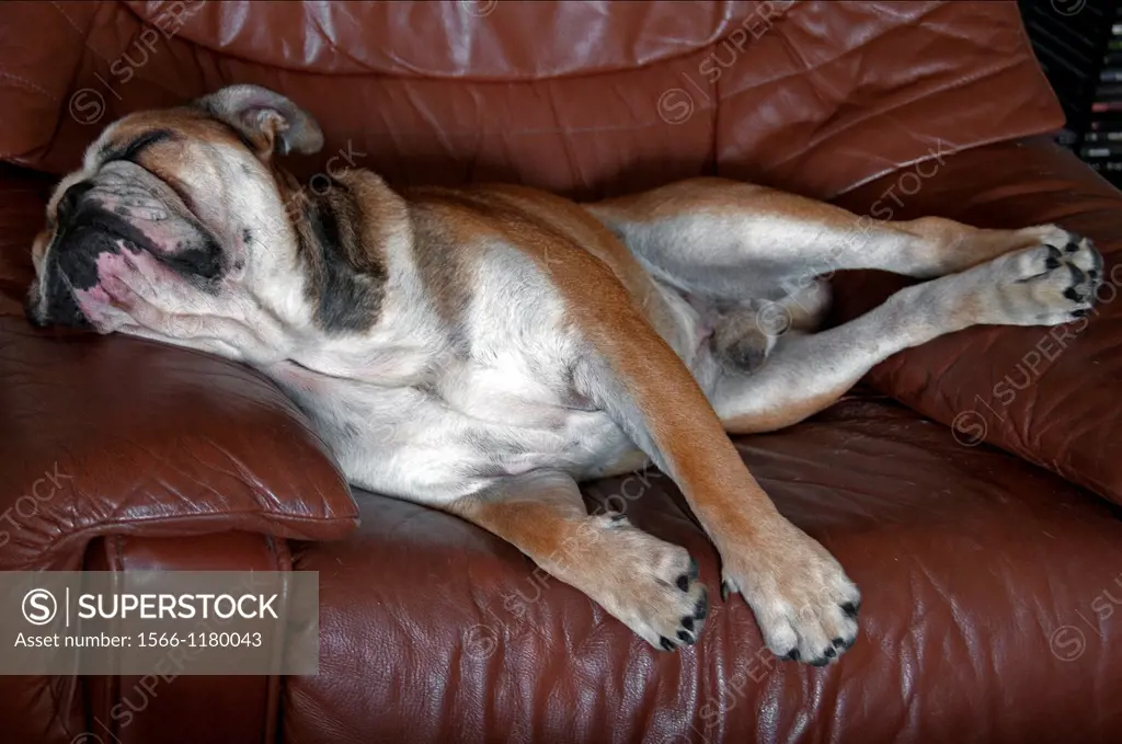 English bulldog sleeping on the leather armchair