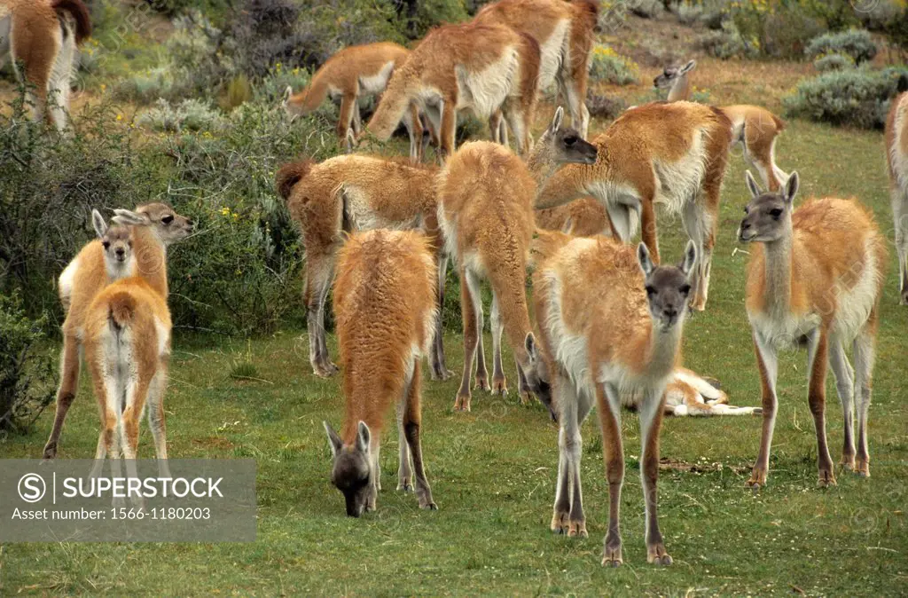 Guanaco herd at Parque Nacional Torres del Paine  Guanaco, Lama guanicoe is a camelid native to South America, Patagonia, Chile, South America