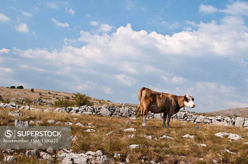 Cow in Karst - geologic formation, landscape in Western Bosnia and Herzegovina