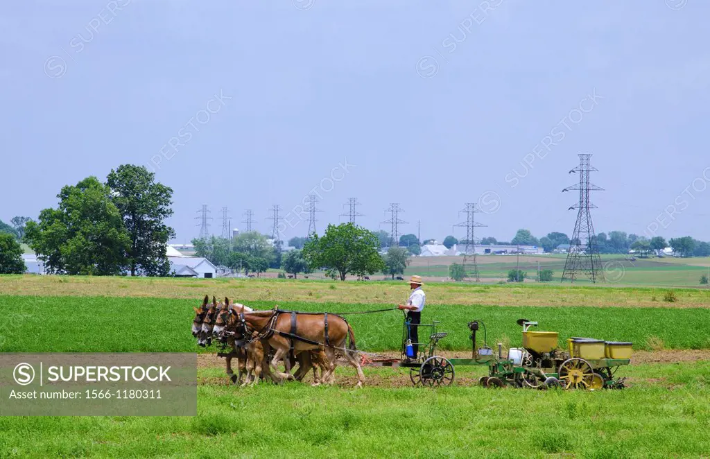 Amish man working at traditional farm in Intercourse Pennsylvania in Amish Lancaster PA with horses pulling tractor