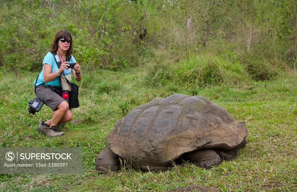 Tourists relaying to fabulous Giant Tortoises with shells on Santa Cruz Highlands Galapagos Islands Ecuador South America Galapagos