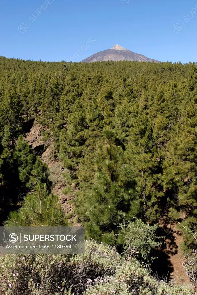 Mount Teide, National Park, Tenerife, Canary Islands, Atlantic Ocean