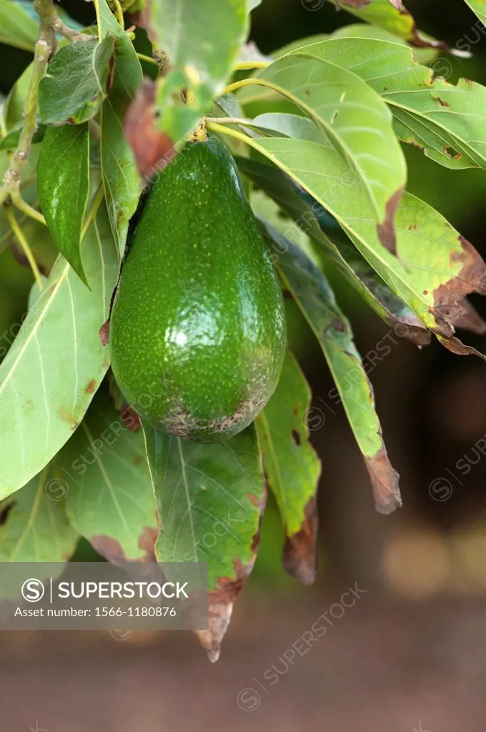 avocado fruit Persea americana on a tree in an orchard  Photographed at Kibbutz Maagan Michael, Israel