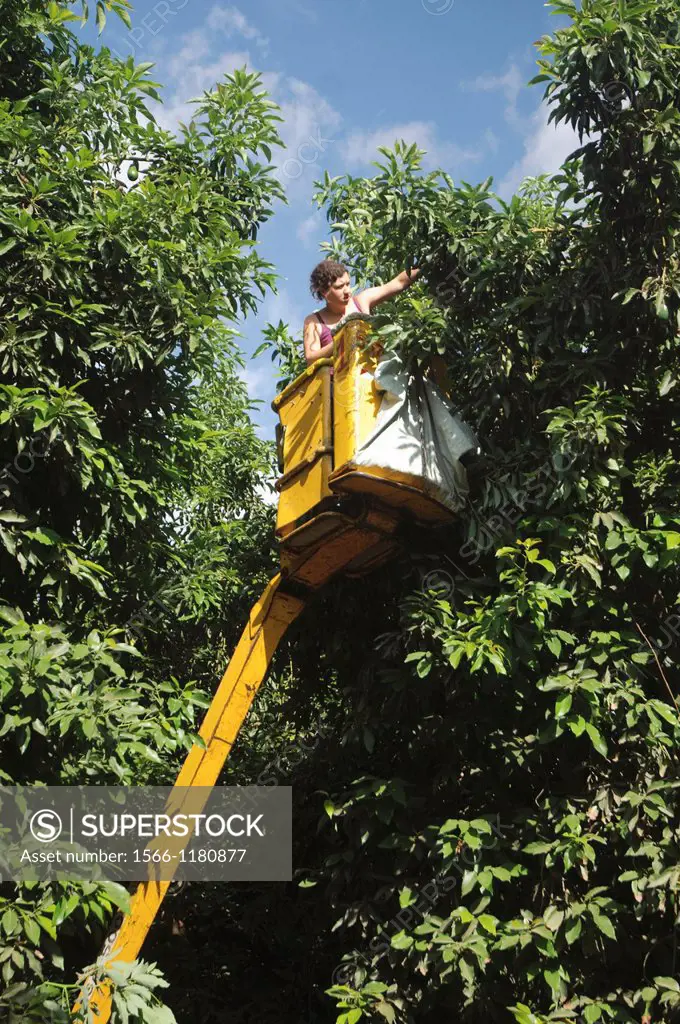 picking avocados Persea americana  with a hydraulic platform  Photographed at Kibbutz Maagan Michael, Israel