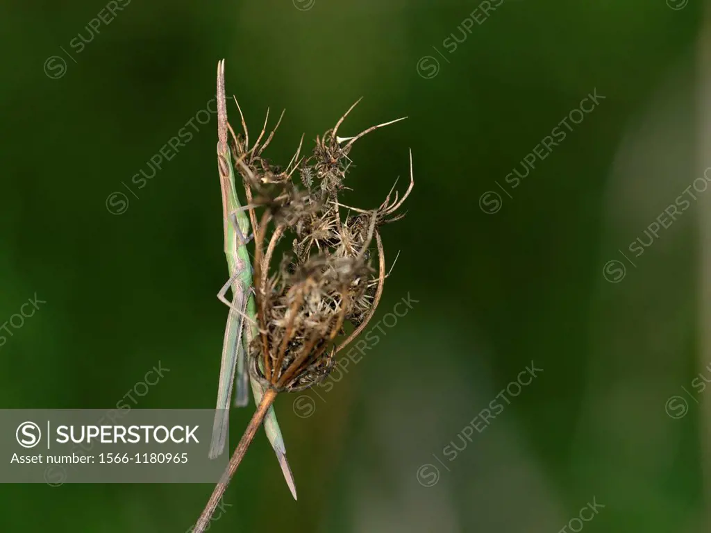 Nosed Grasshopper - Acrida ungarica, Crete