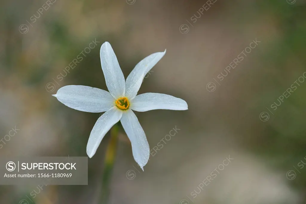 Narcissus serotinus, Crete