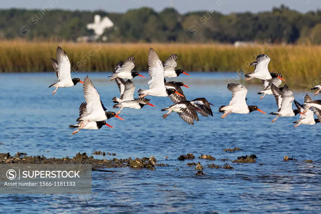 American oystercatchers take flight from an oyster bed in the Cape Romain National Wildlife Refuge South Carolina