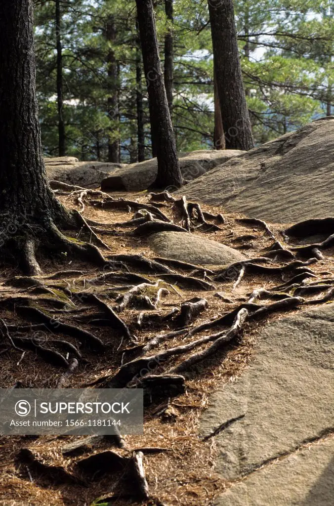 Pine trees roots, Algonquin National park, Ontario, Canada, North America