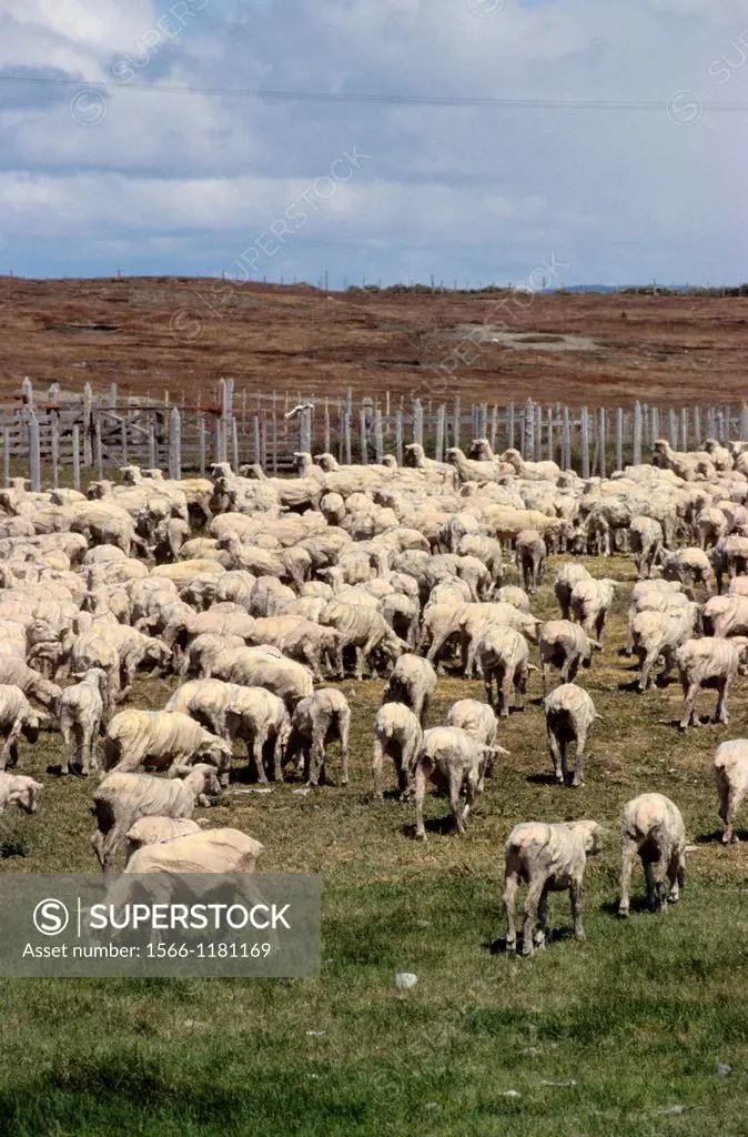 Sheep after shearing in an estancia close to Punta Arenas, Patagonia, Chile, South America