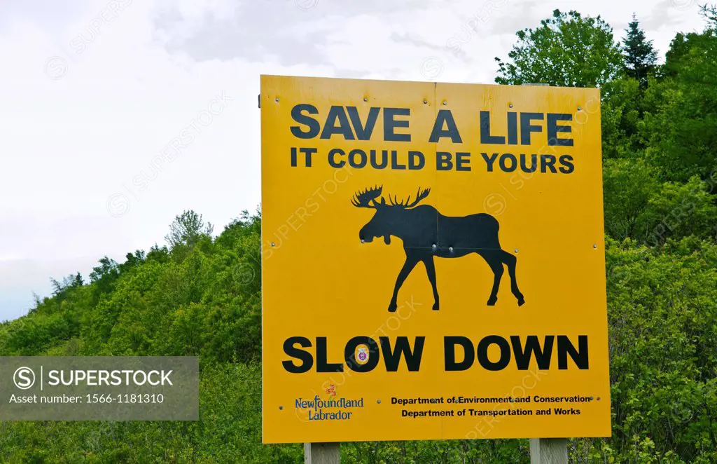 Newfoundland Canada sign for save a life Moose crossing yellow wildlife on Trans Canada Highway