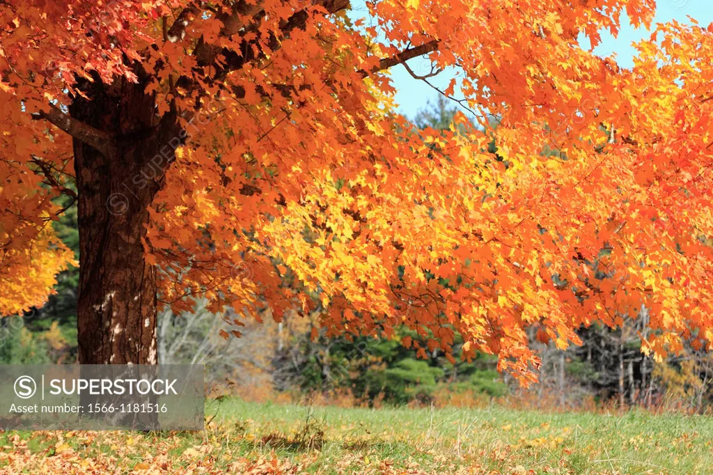a sugar maple tree in autumn color