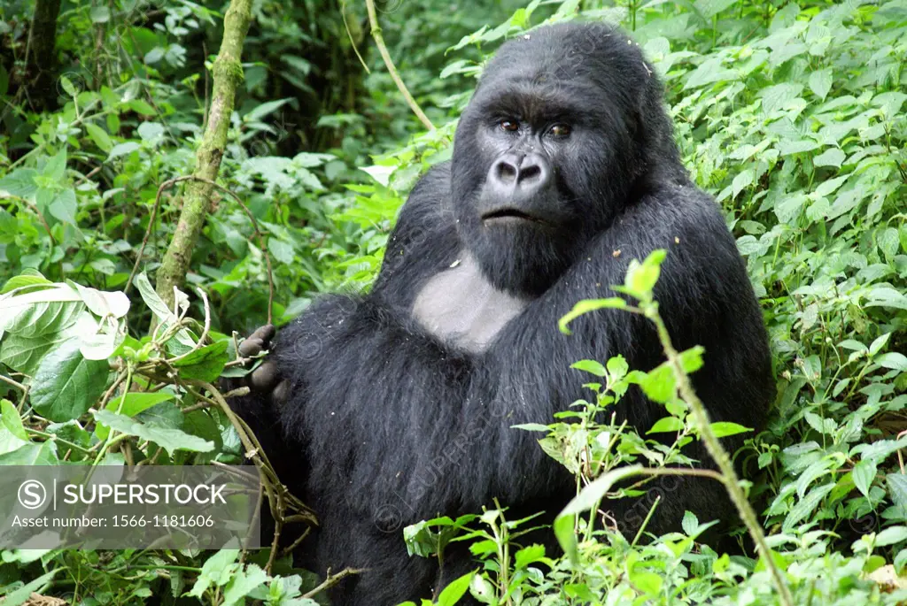 Rwanda, Volcanoes National Park Parc National des Volcans male gorilla