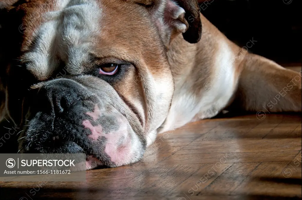 sleepy English bulldog resting on the wooden floor