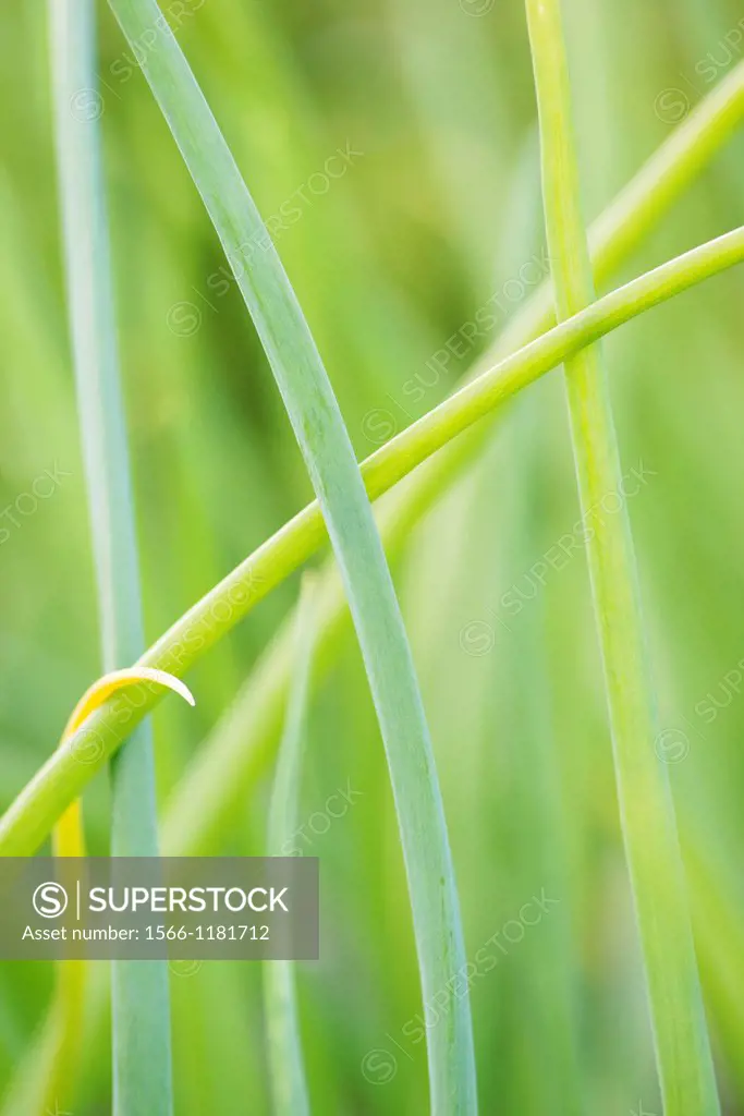 Closeup of green stems of red onion growing in garden