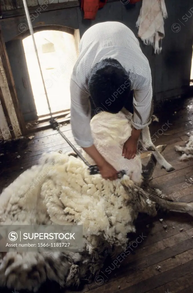 Sheep Shearing in an estancia close to Punta Arenas, Patagonia, Chile, South America