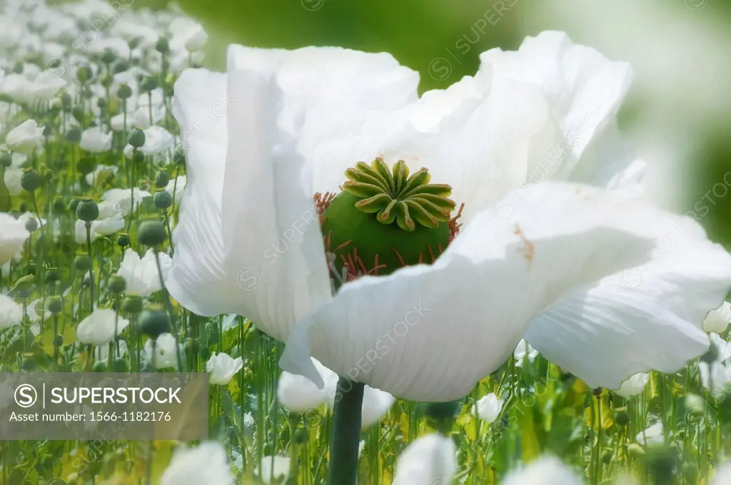 Opium poppy field, Papaver somniferum, Turkey