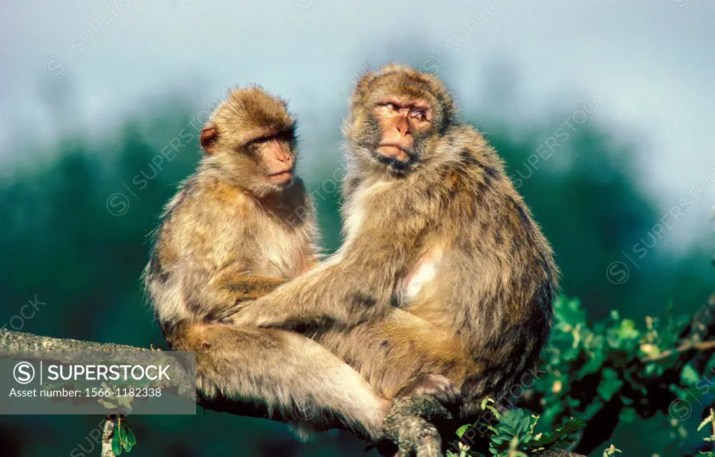 Barbary Macaque, macaca sylvana, Adults sitting on Branch