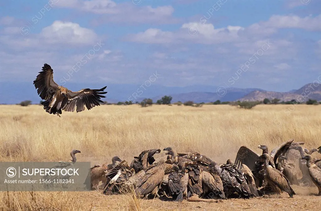 Ruppell´s Vulture, gyps rueppelli, Group eating Wildebeest Carcass, Masai Mara Park in Kenya