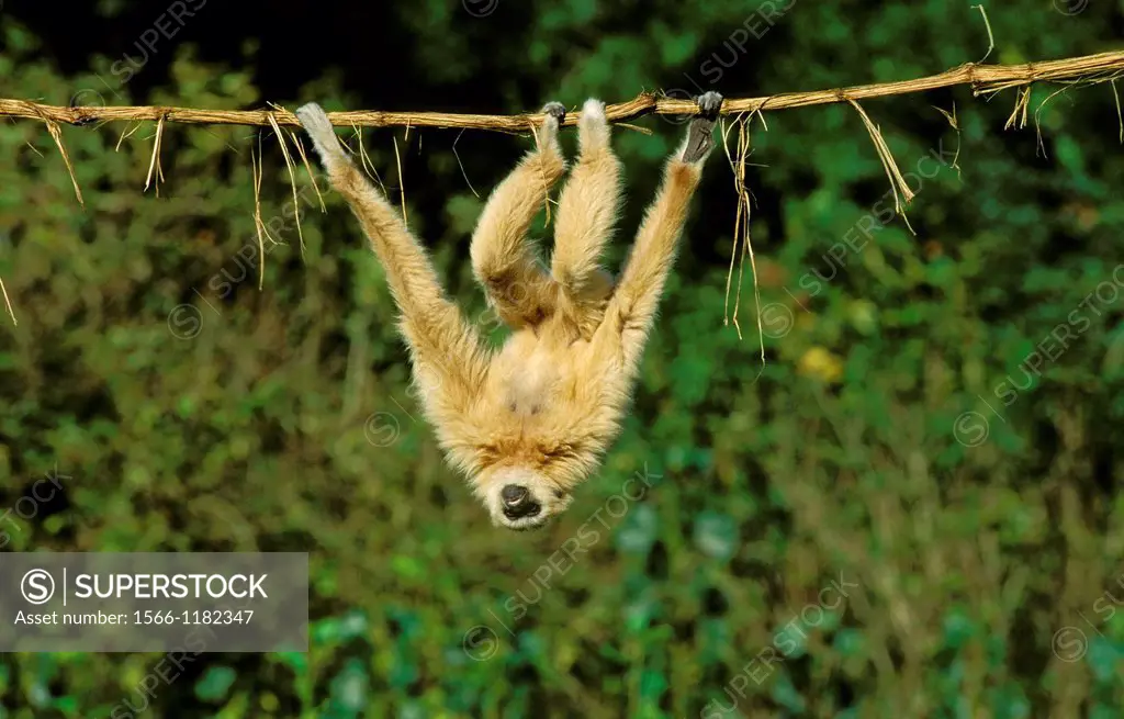 White-Handed Gibbon, hylobates lar, Adult hanging from Liana, Funny Posture