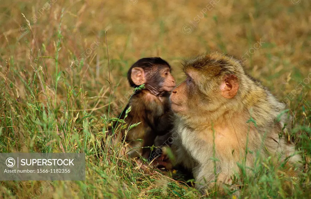 Barbary Macaque, macaca sylvana, Mother with Young