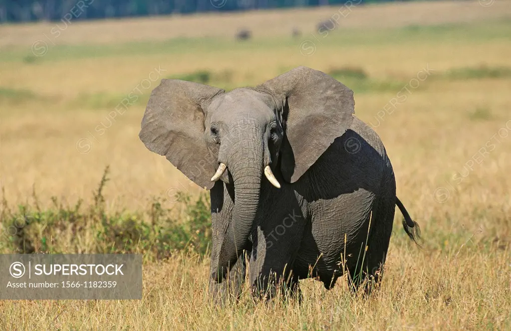 African Elephant, loxodonta africana, Masai Mara Park in Kenya