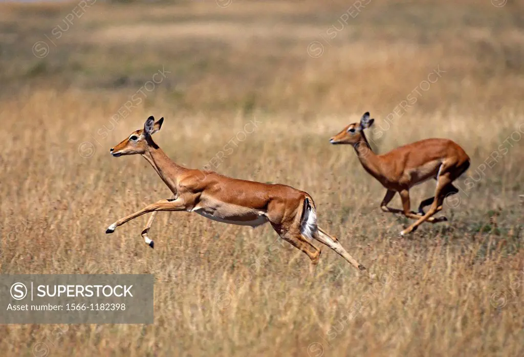 Impala, aepyceros melampus, Female running through Savannah, Masai Mara Park in Kenya