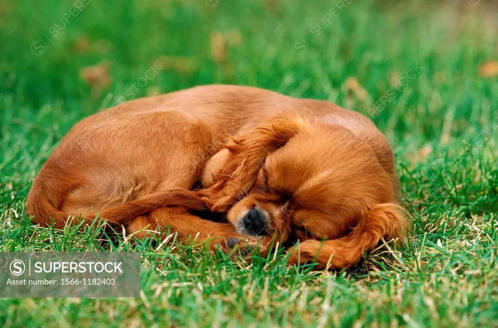 Cavalier King Charles Spaniel, Pup sleeping on Grass