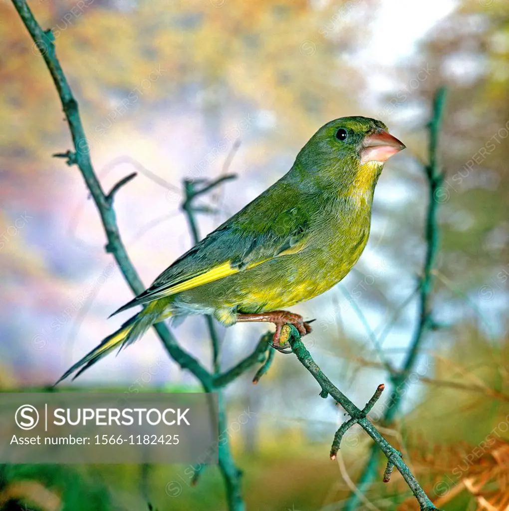 Greenfinch, carduelis chlori, Adult standing on Branch