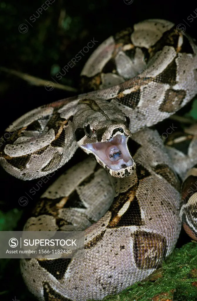 Boa Constrictor, boa constrictor, Adult with open Mouth, Defensive Posture