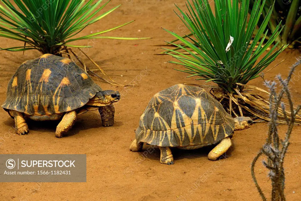 Madagascar Radiated Turtoise, geochelone radiata, Madagascar