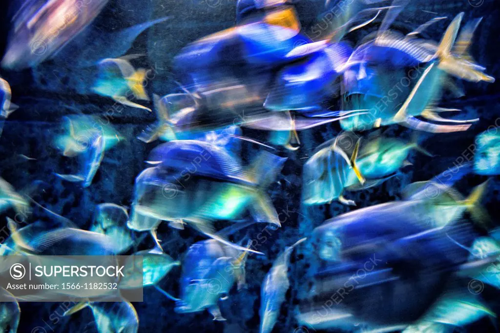 Fabulous aquarium full of exotic fish at Atlantis Resort in Paradise Islands Bahamas