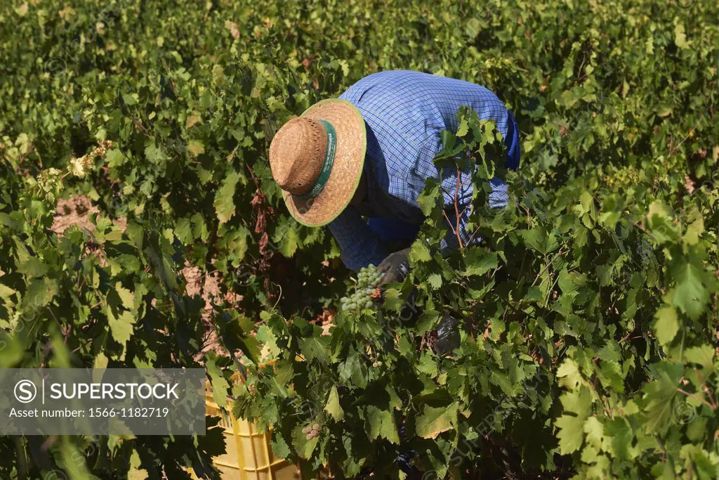 Montilla, Harvesting Pedro Ximenez wine grapes, Bodegas Cabriñana, Vintage in a vineyard in Montilla, Montilla-Moriles area, Cordoba province, Andalus...