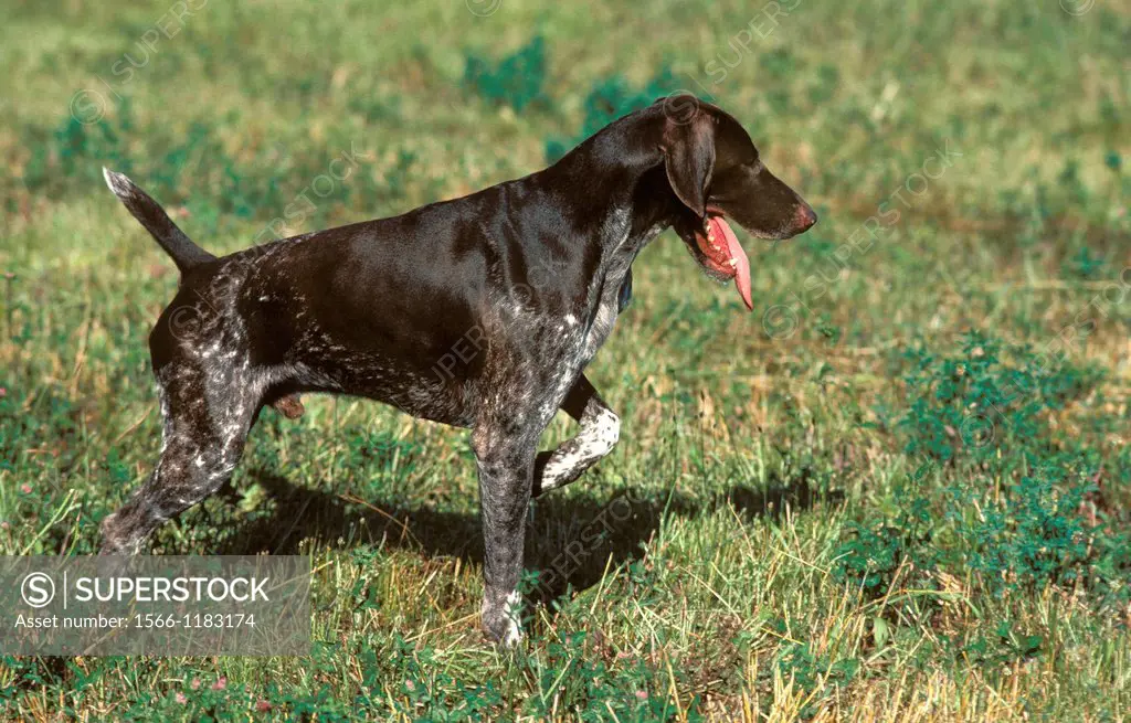 German Short-Haired Pointer, Hunting Dog