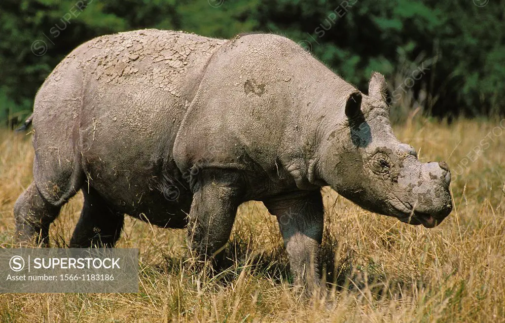 Sumatran Rhinoceros, dicerorhinus sumatrensis, Adult walking on Dry Grass