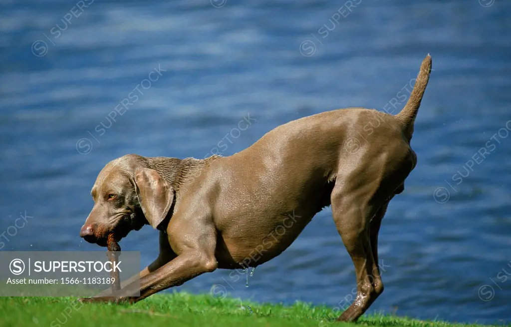 Weimar Pointer Dog, Male playing with a Piece of Wood